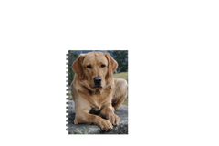 Custom Photo Notebook, Personalised Notebook, Your Design or Photo Notebook - Craftellery